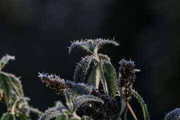 frost on a plant