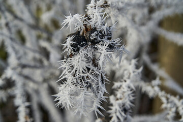 frost on the branches