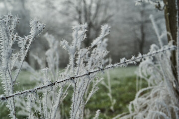 frost on fence