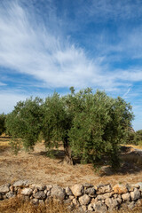 Nice olive tree in the field surrounded by a small stone wall