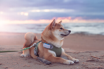 5 month old shiba inu puppy is lying on the sand beach. Dog is equipped with harness, leash. and GPS tracker