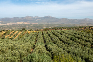 Fototapeta na wymiar Andalusian landscape with large extensions of olive trees between hills and mountains