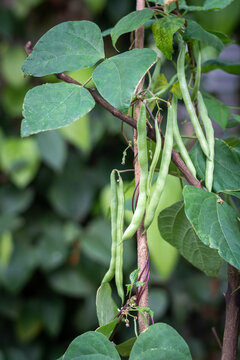 close-up of green beans plant with hanging beans, also known as french beans, string beans or snaps, fast growing vegetable vine in soft-focus background with space for text