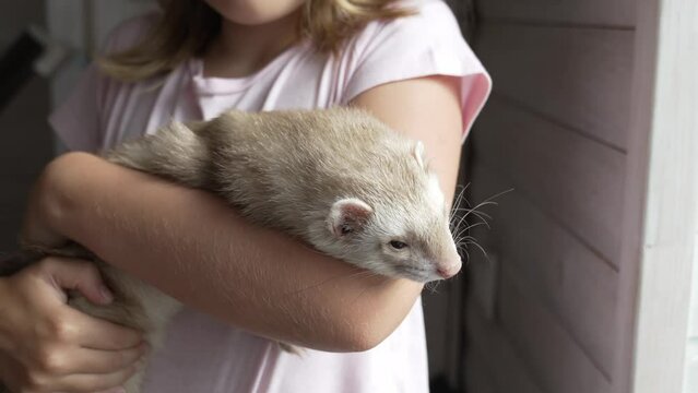 a little girl holds a domestic ferret in her hands. unusual pets. pet shop. vitamins and accessories for rodents.