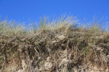 Fototapeta premium Dune at the Lister beach on Sylt