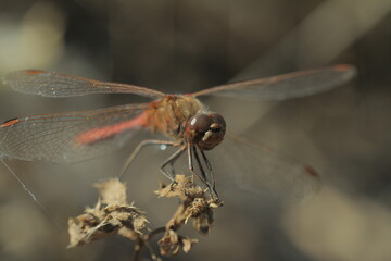 close up of a dragonfly