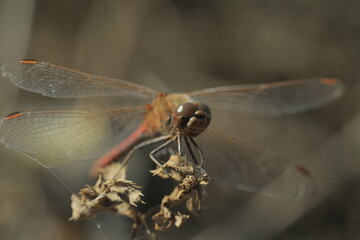 close up of a dragonfly