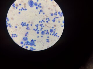 Bacteriologia veterinaria, mucocele canino 