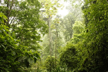 Selva tropical de Guatemala Centroamérica en el mes de Mayo.  Reserva Natural Las Escobas, localizada en Puerto Barrios, Izabal.