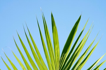 Beautiful leaf