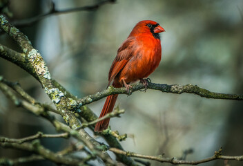 cardinal on a branch