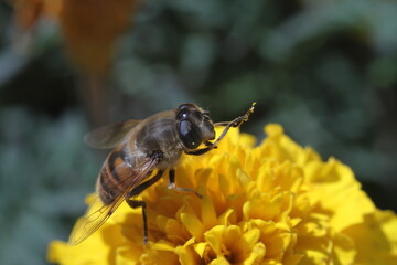 bee on yellow flower