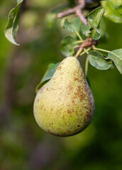 Pear named Concorde - Pyrus, fully ripe fruit before harvest on the tree.
