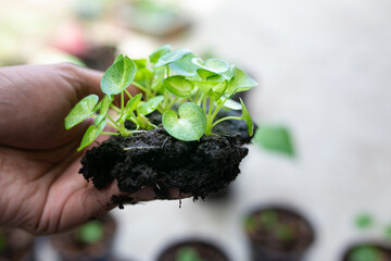 Babyplant of Caladium bicolor, is regarded as the 