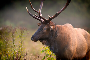 Naklejka na ściany i meble Rocky Mountain Elk in Fog