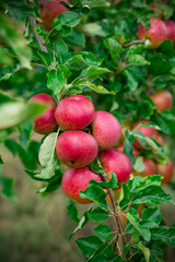 Red juicy apples on a green tree