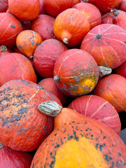 Kürbisse Pumpkin Hokkaido