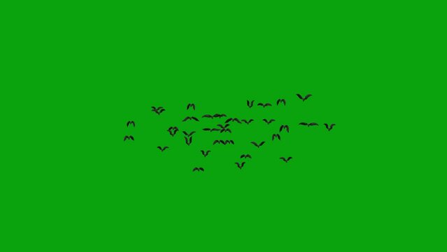 Large flock of bats fly toward center on green screen. Halloween Bats transition with key color. Halloween characters. Key color, color key background. 