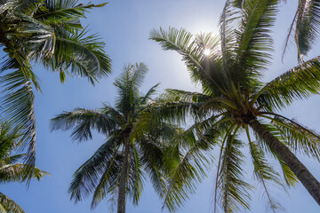 Fototapeta na wymiar Coconut palm tree with blue sky