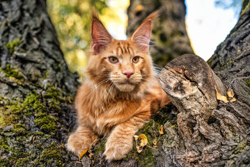 A lovely big red maine coon kitten sitting on a tree in a forest in summer.