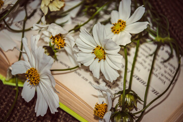 White flowers. Kosmeya. Book, knitted background.