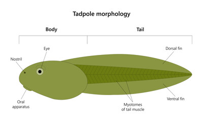 Tadpole is the larval stage in the life cycle of an amphibian. Vector Illustration.