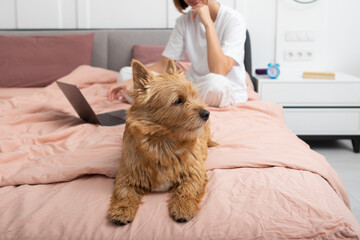 Close up portrait of cute pet dog sitting on bed and woman lying and smiling on background in the bedroom	