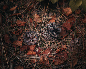 Fall Leaves and Pine Cones