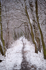 winter, path in the forest