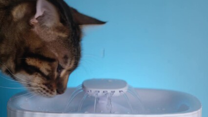 A girl teaches her cat to a drinking fountain. The cat approaches the automatic drinker and inspects it. Introducing a cat to an automatic drinking fountain for animals