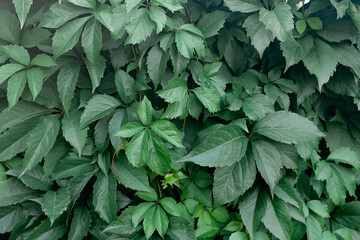 background of plants, large grape leaf