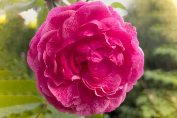 Fototapeta premium a beautiful rosebud on a summer background