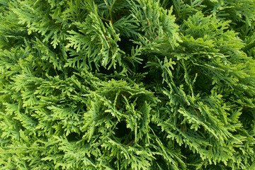natural background, green thuja texture