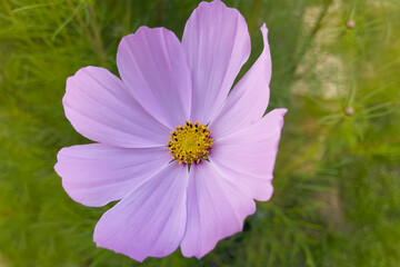 Fototapeta premium the flower bud is beautiful, on a summer background