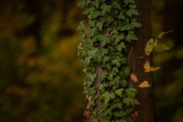 autumn leaves in the forest