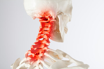 Human body upper spine and neck pain zone, atlas vertebrae and cervical vertebras