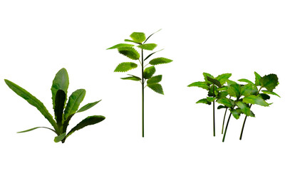 Plantas con fondo transparente PNG. Ilustración 3D.