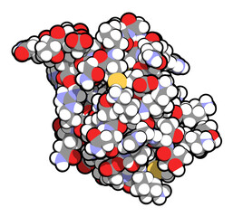 SUMO (Small Ubiquitin-like Modifier, SUMO-1) protein. Attachment of SUMO to proteins is a post-translational modification called sumoylation. 3D illustration.