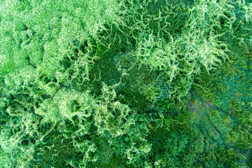 Vegetable green texture background from above