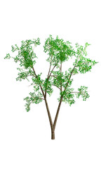 Árbol con fondo transparente PNG. Ilustración 3D.