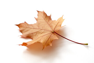 Autumn maple leaf isolated on white background with shadows, clipping path  for isolation without shadows on white