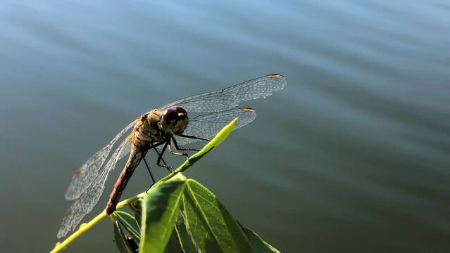 Dragonfly on a tree branch close-up. Man holding a dragonfly on a branch close-up. Dragonfly close-up.