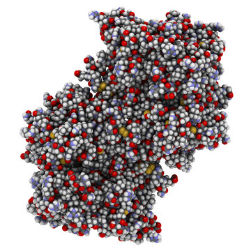Myeloperoxidase enzyme. Lysosomal protein, present in neutrophil granulocytes, that produces hypochlorous acid. 3D Illustration.