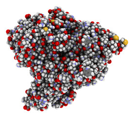 Aromatase (estrogen synthase) enzyme. Protein responsible for the key step in the synthesis of estrogens. 3D illustration.