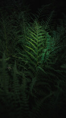 Tropical fern leaves in dark green background. Amazing close up and moody scenery.