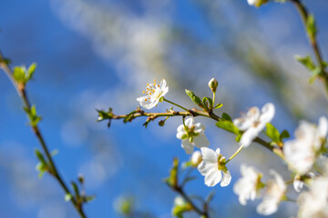 White flowers bloom in the trees. Spring landscape with blooming sakura tree. Beautiful blooming garden on a sunny day. Copy space for text.