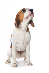 Beagle dog isolated on white background