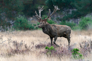 Red deer (Cervus elaphus) with big antlers and covered with mud walking in forest in mating...