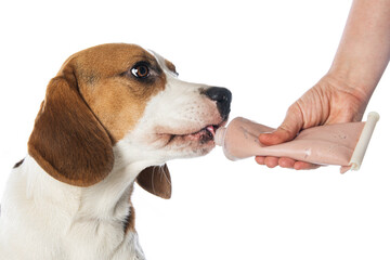 Beagle dog isolated with feed tube on white background