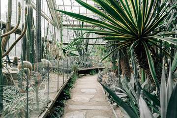 Interior of tropical greenhouse with palms and cactuses 
